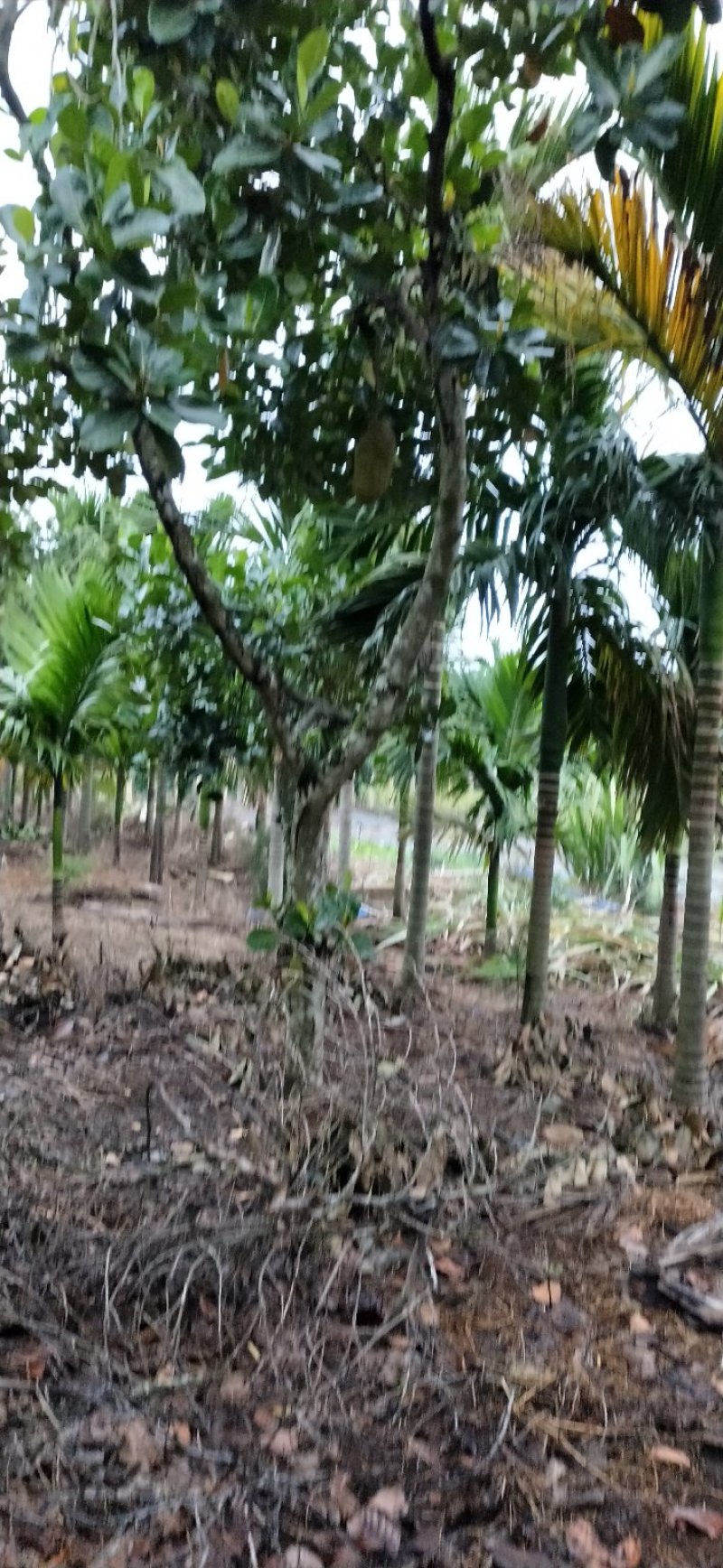 【有优惠】菠萝蜜苗泰国红肉菠萝蜜苗包邮