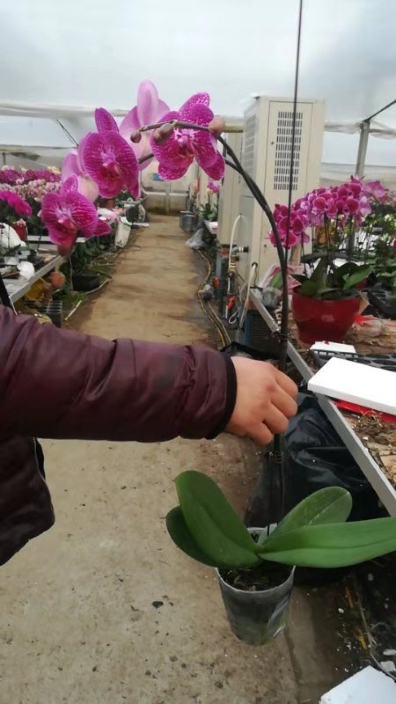 蝴蝶兰，质量杠杠的，品种齐全