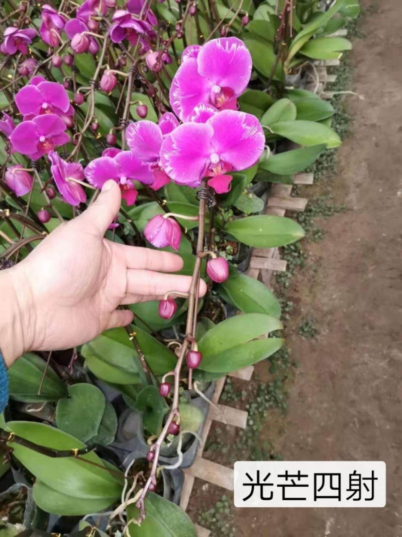蝴蝶兰，质量杠杠的，品种齐全