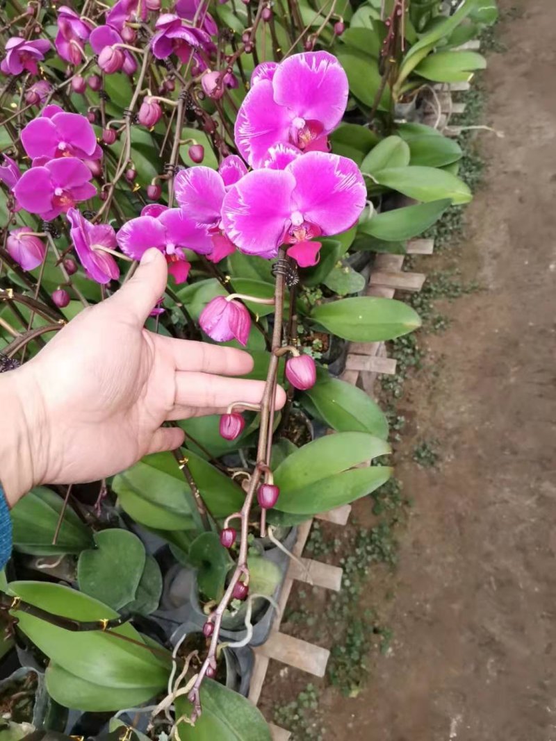 蝴蝶兰，质量杠杠的，品种齐全