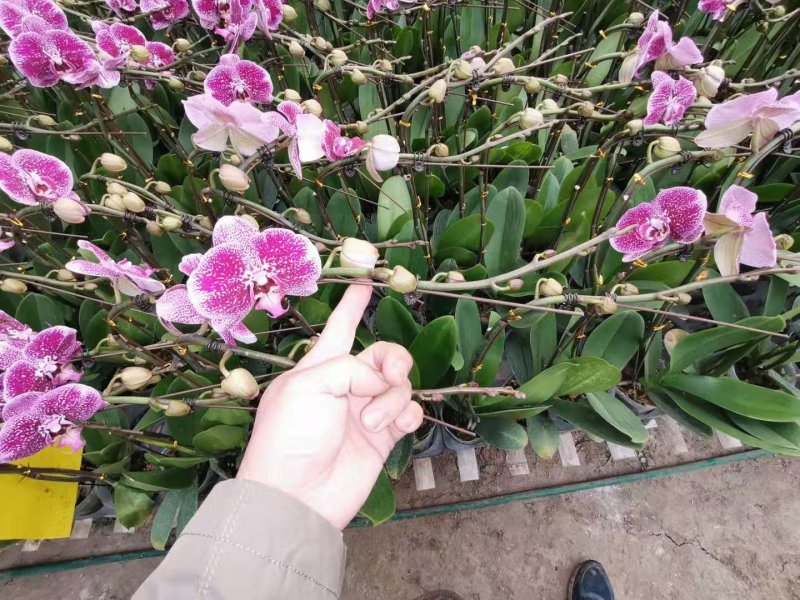 蝴蝶兰，质量杠杠的，品种齐全