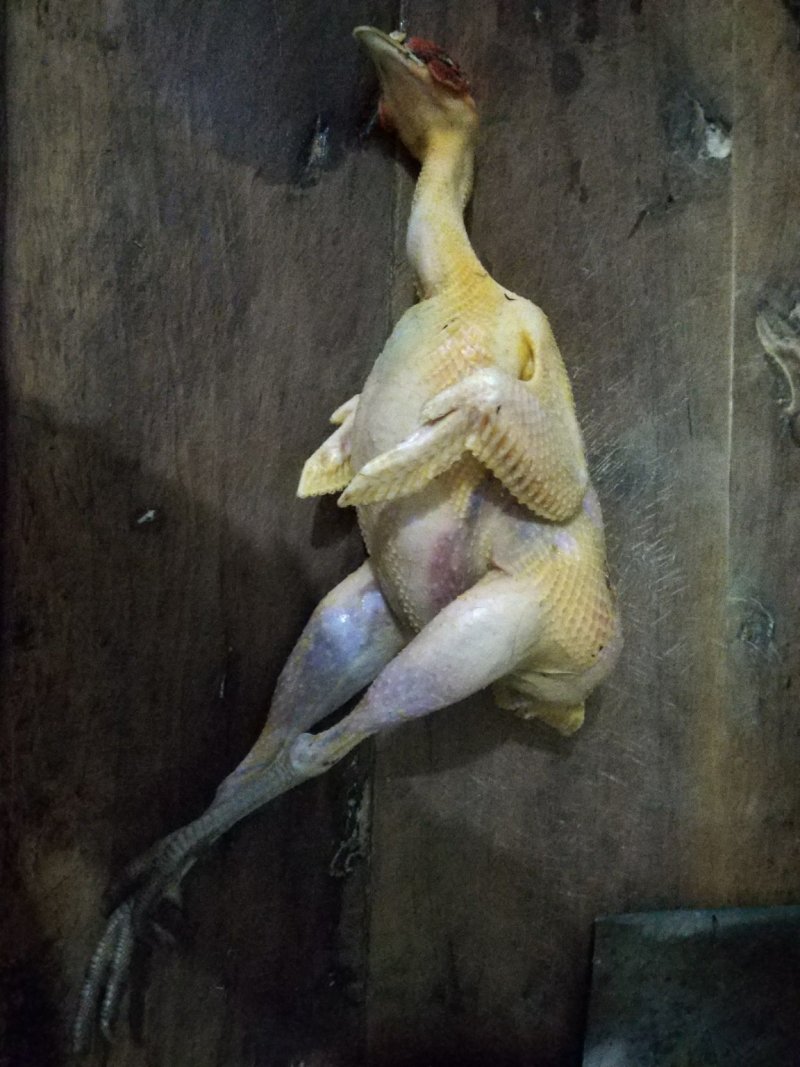 鸡420多天的鸡，可当宠物养