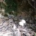 阉鸡公鸡深山老林散养土鸡