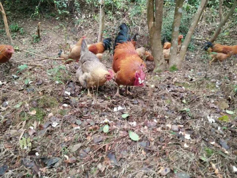 阉鸡公鸡深山老林散养土鸡