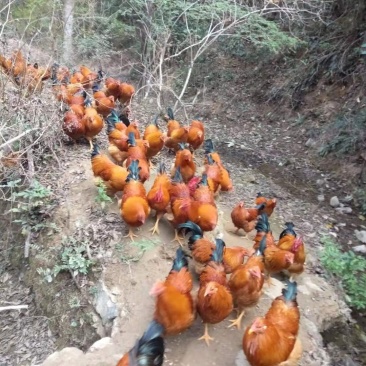 阉鸡公鸡深山老林散养土鸡