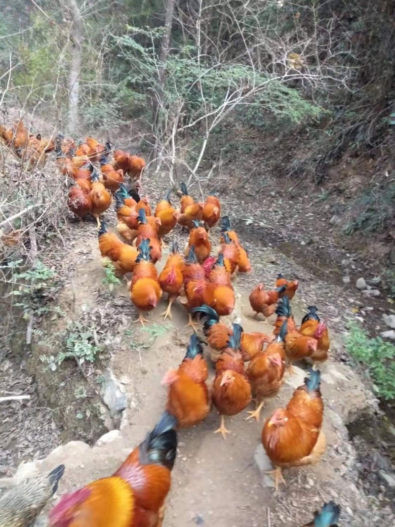 阉鸡公鸡深山老林散养土鸡