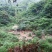 阉鸡公鸡深山老林散养土鸡