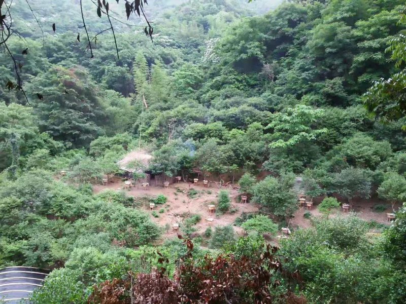阉鸡公鸡深山老林散养土鸡