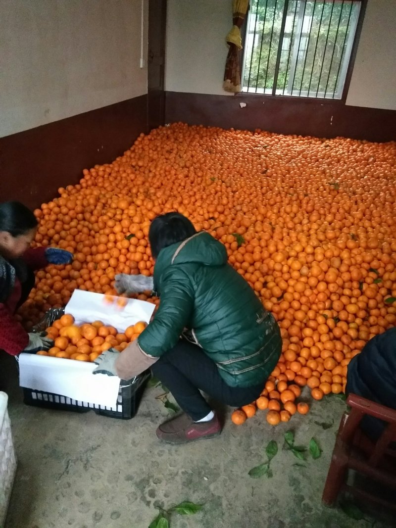蜜桔储存果，中迟没套代桔子