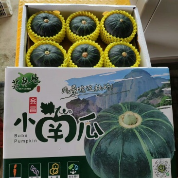 【电商批发】精品礼盒真贝贝吊瓜《贝贝小南瓜》货源充足可靠