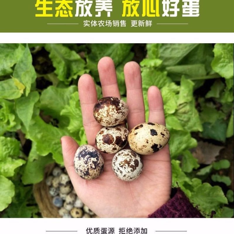 【聚便宜】基地直发鹌鹑蛋新鲜生农家正宗杂粮喂养
