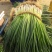 安徽分葱大量上市新鲜分葱香葱产地直供诚信实力代办全国代发