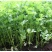 四季小香芹香芹种子菜园基地蔬菜种子生长速度快纤维少