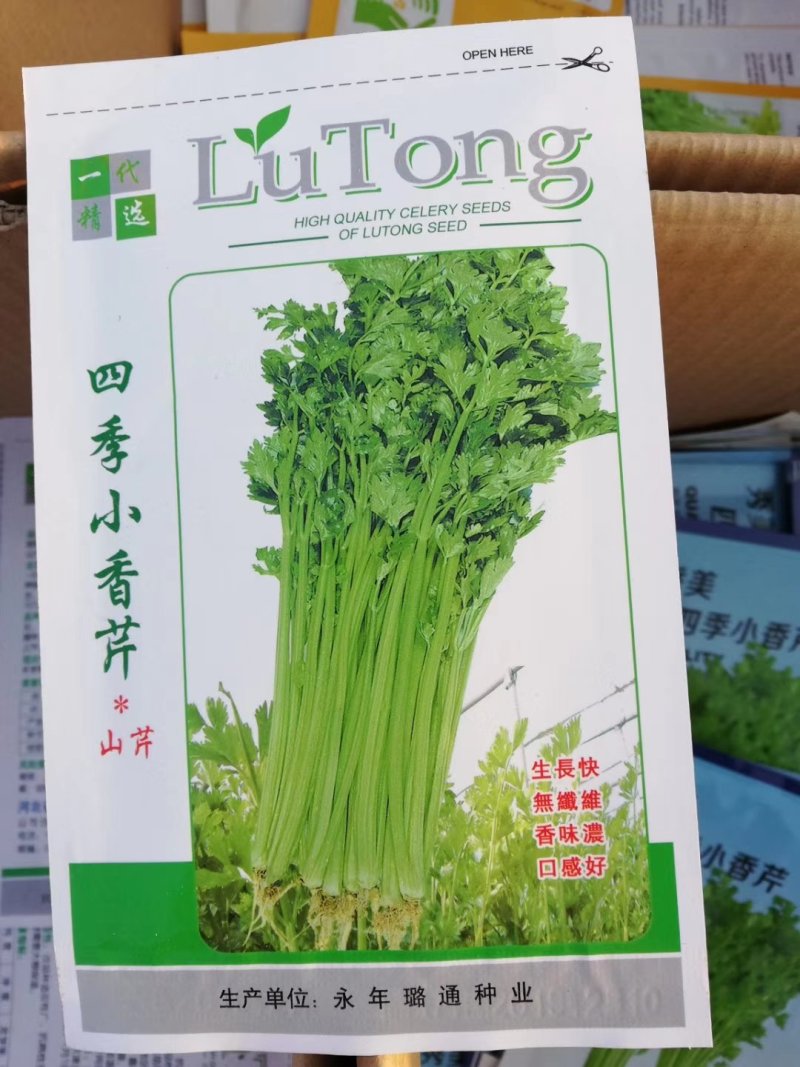 四季小香芹香芹种子菜园基地蔬菜种子生长速度快纤维少