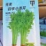 四季小香芹香芹种子菜园基地蔬菜种子生长速度快纤维少