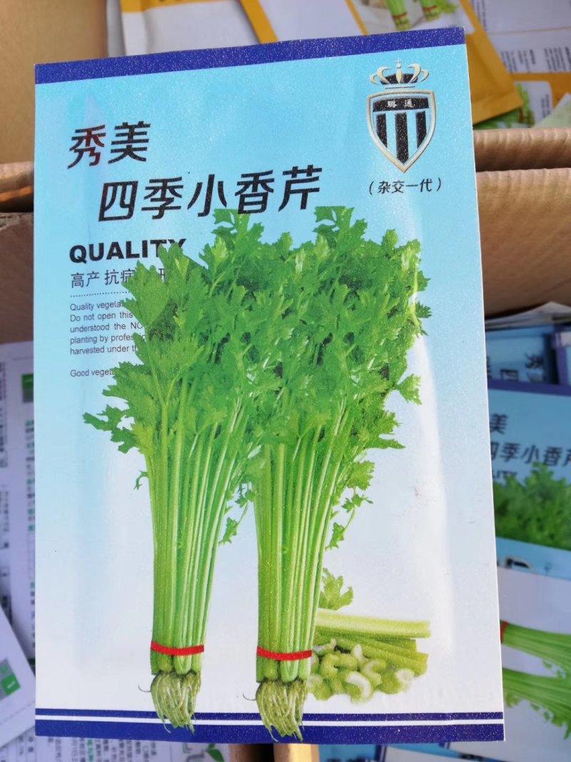 四季小香芹香芹种子菜园基地蔬菜种子生长速度快纤维少