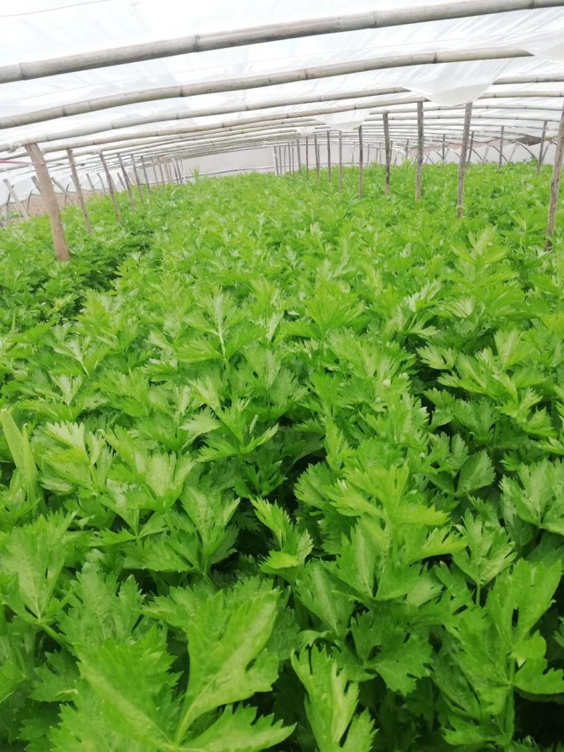 四季小香芹香芹种子菜园基地蔬菜种子生长速度快纤维少