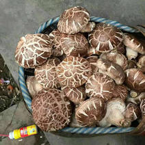 花菇精选优质冬花菇干菇自家种植基地可大批量供货