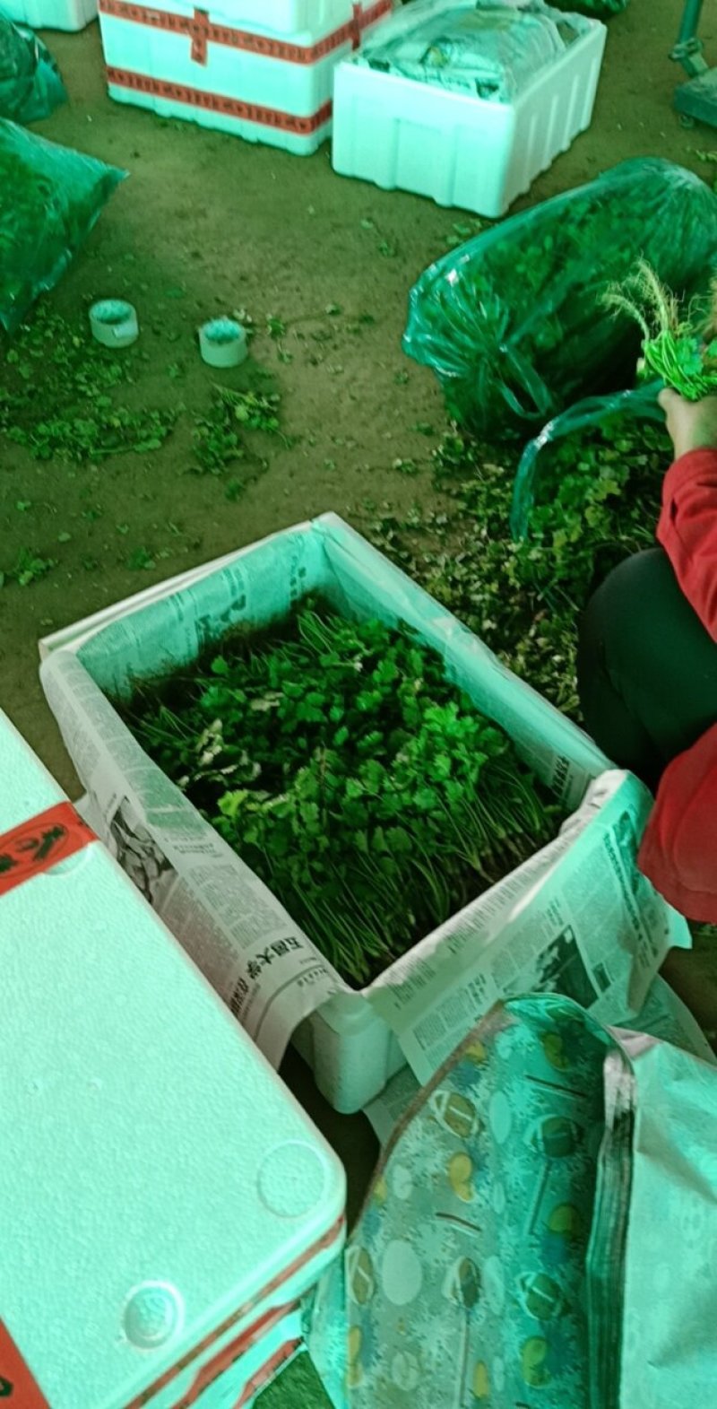 【香菜中叶铁杆青香菜现挖现发保证新鲜】
