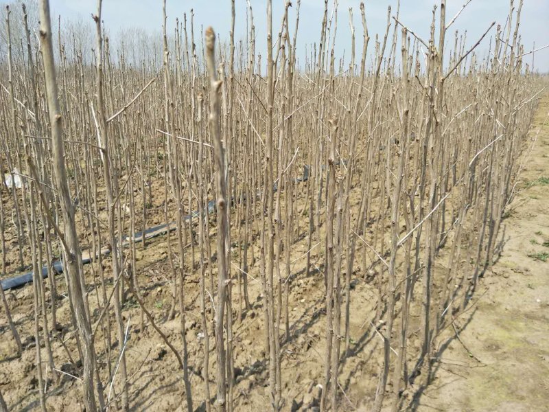 银杏苗银杏树苗活苗占地拆迁白果行道景观园林绿化小树苗木