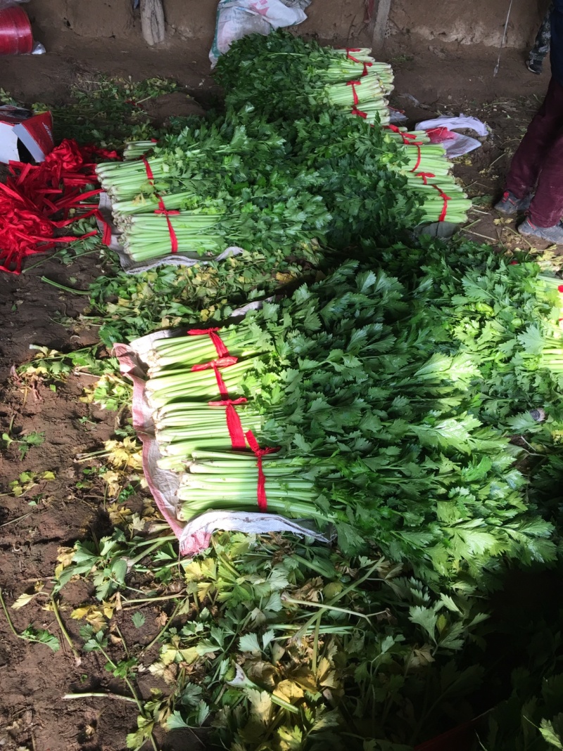 温室大棚芹菜走货中，质优价廉物美，鲜嫩欢迎新老客户订货