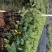 黄槐黄花槐小苗公路绿化观花品种
