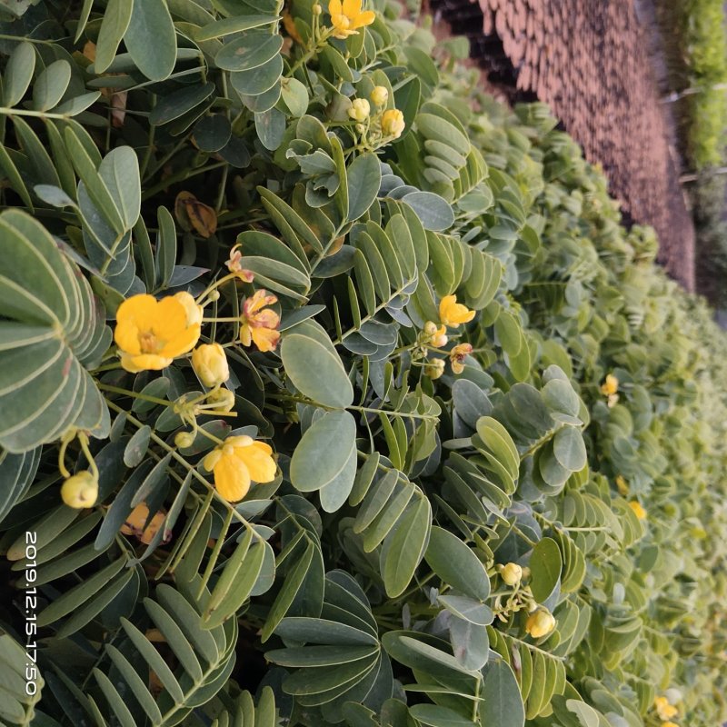 黄槐黄花槐小苗公路绿化观花品种