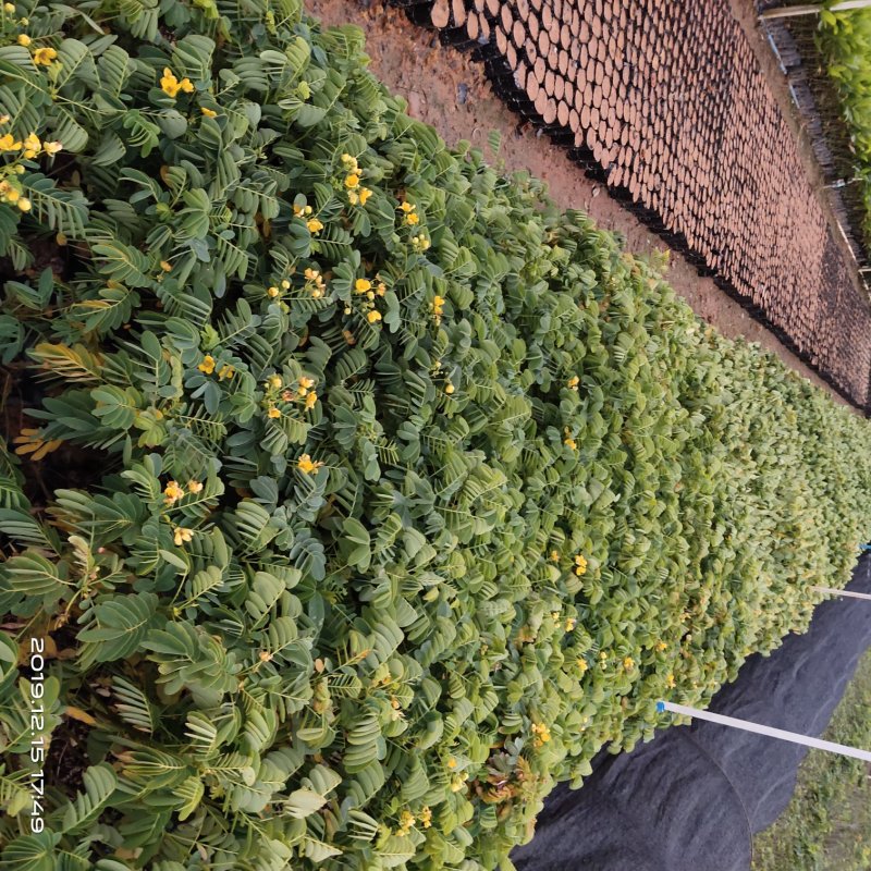 黄槐黄花槐小苗公路绿化观花品种