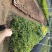 黄槐黄花槐小苗公路绿化观花品种