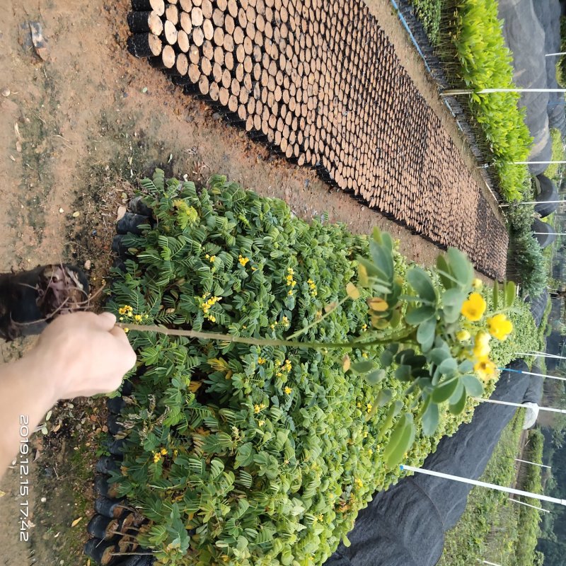 黄槐黄花槐小苗公路绿化观花品种