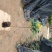 黄槐黄花槐小苗公路绿化观花品种