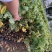 黄槐黄花槐小苗公路绿化观花品种
