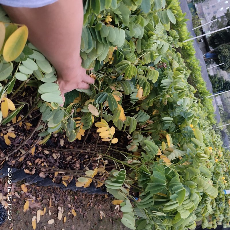黄槐黄花槐小苗公路绿化观花品种