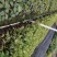 黄槐黄花槐小苗公路绿化观花品种
