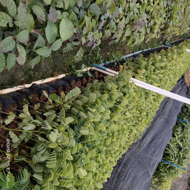 黄槐黄花槐小苗公路绿化观花品种