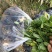 黄槐黄花槐小苗公路绿化观花品种