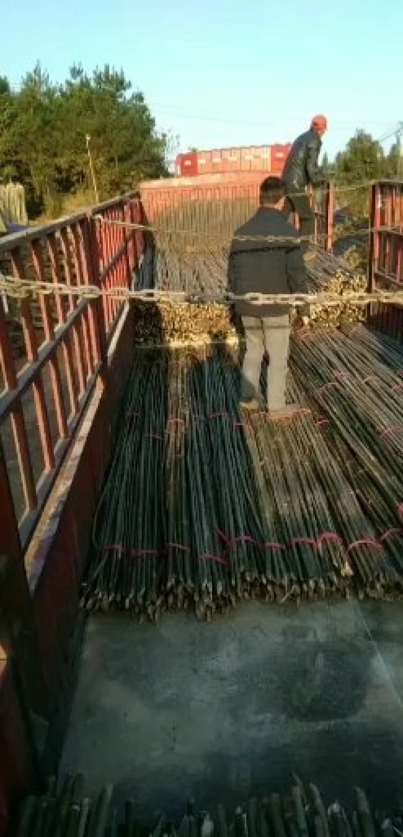 信长竹厂批发菜架竹，大南竹