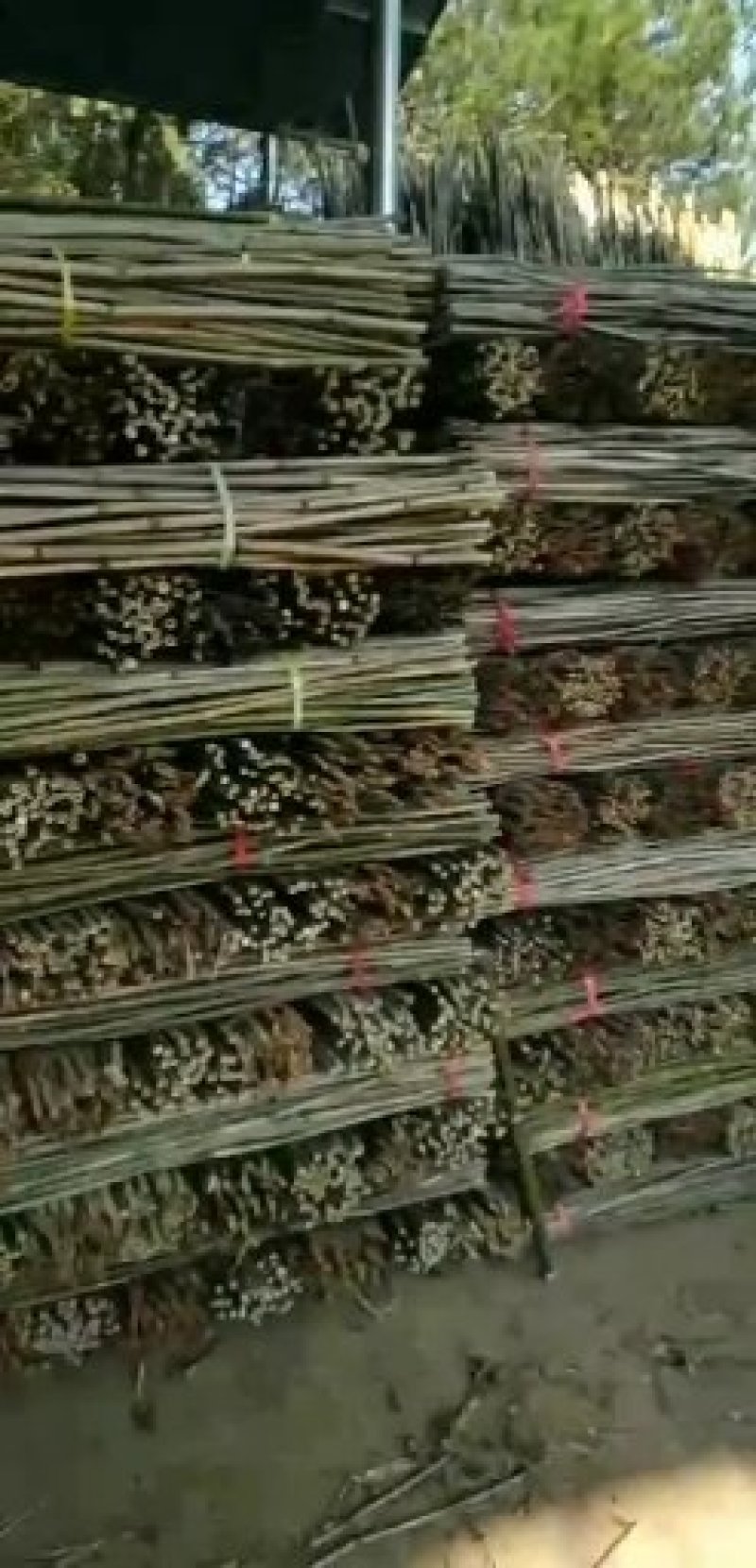 信长竹厂批发菜架竹，大南竹