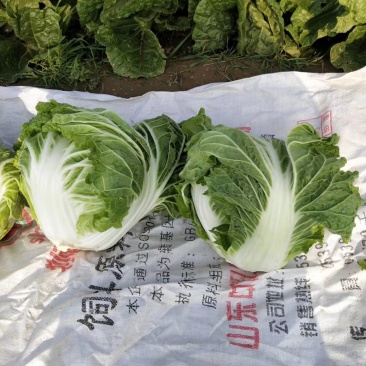 东京868包头白菜，