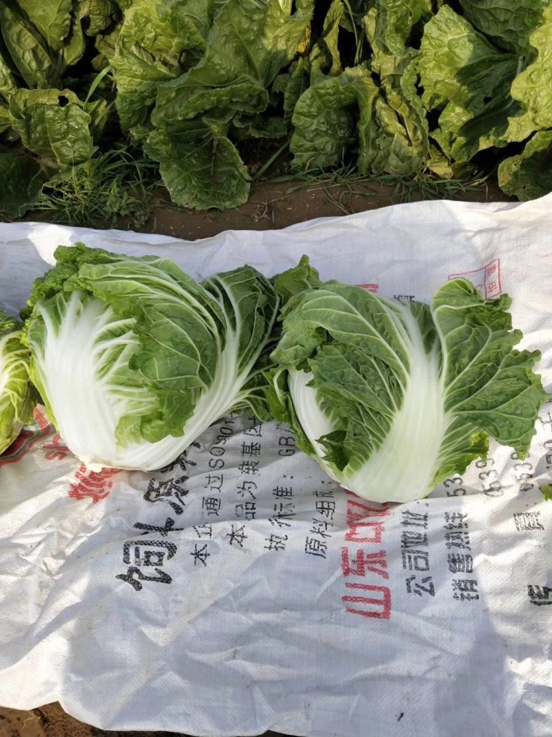 东京868包头白菜，