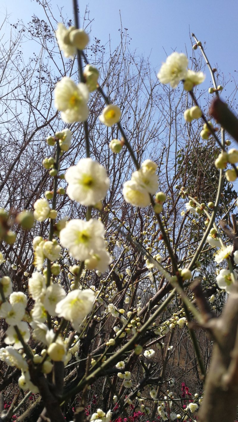 绿梅，绿鄂梅花，河南鄢陵货源，自己苗圃一手货源无中介。