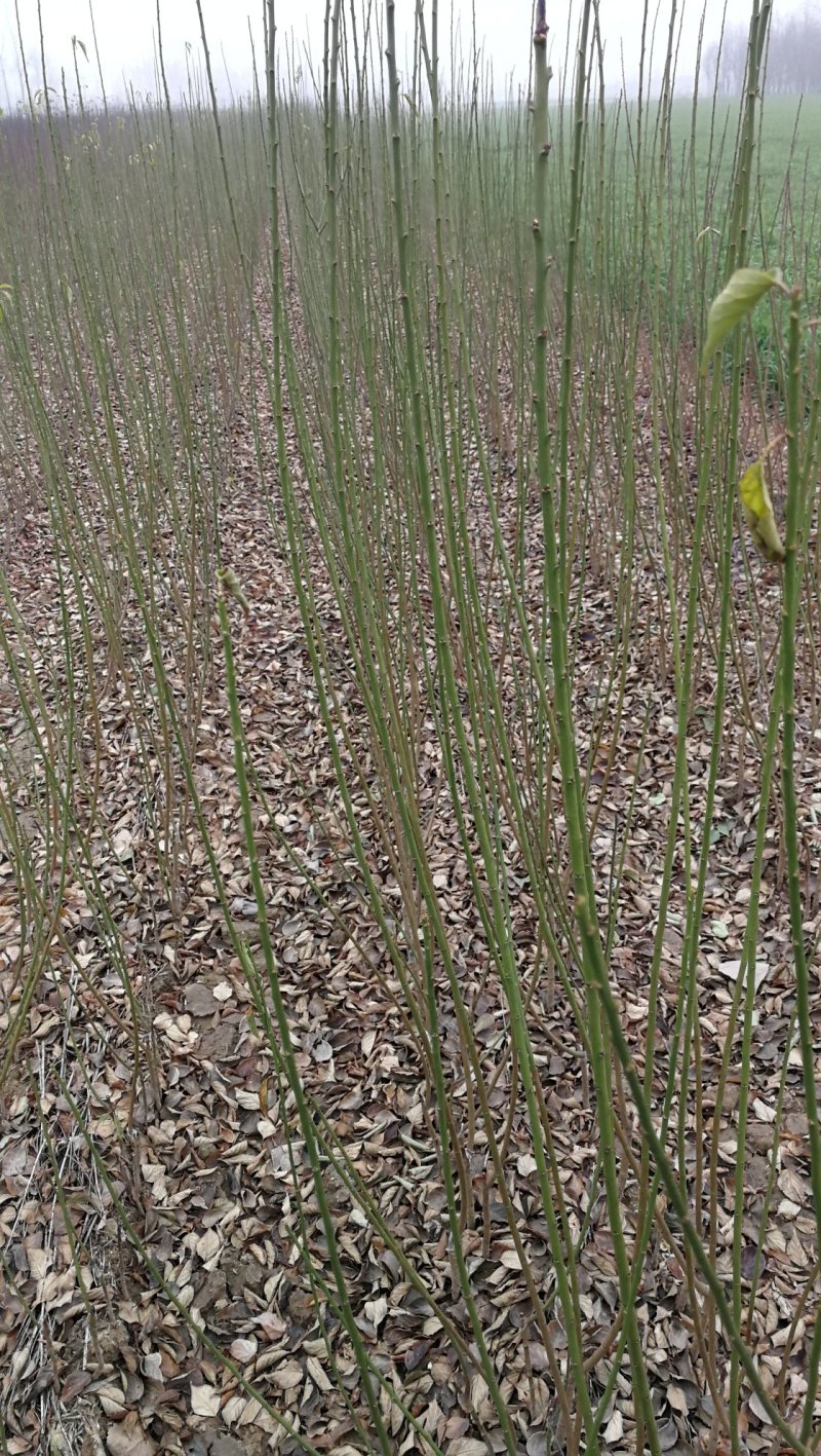 绿梅，绿鄂梅花，河南鄢陵货源，自己苗圃一手货源无中介。