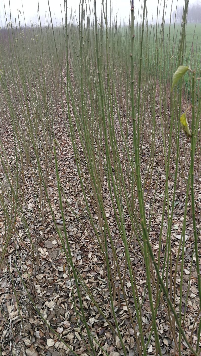 绿梅，绿鄂梅花，河南鄢陵货源，自己苗圃一手货源无中介。