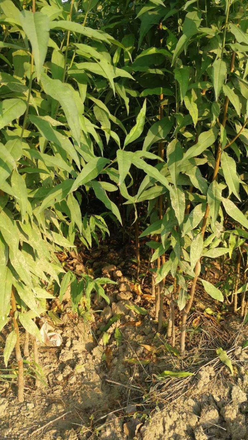 龙柱碧桃，别名召手桃，河南鄢陵货源，自家苗圃无中介。