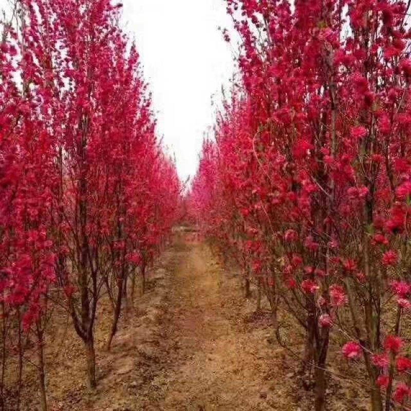 龙柱碧桃，别名召手桃，河南鄢陵货源，自家苗圃无中介。