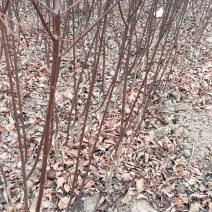 红叶榆叶梅，河南鄢陵货源，自家苗圃一手货源无中介