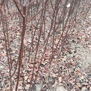 红叶榆叶梅，河南鄢陵货源，自家苗圃一手货源无中介