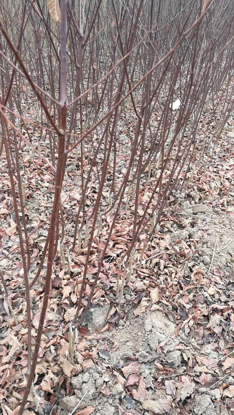 红叶榆叶梅，河南鄢陵货源，自家苗圃一手货源无中介