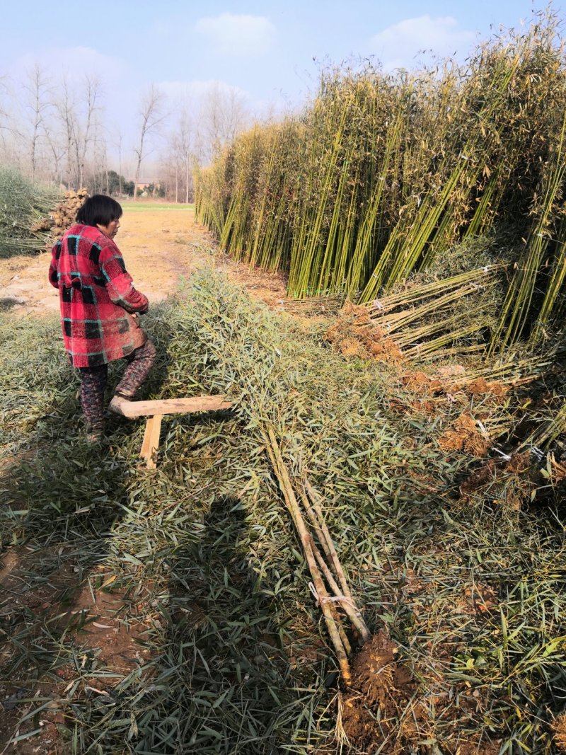 供应刚竹苗刚竹批发刚竹刚竹基地刚竹苗价格