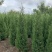 【有好货】基地蜀桧量大全国发货各种规格